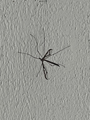 Unknown species found near Lake County, MN, USA