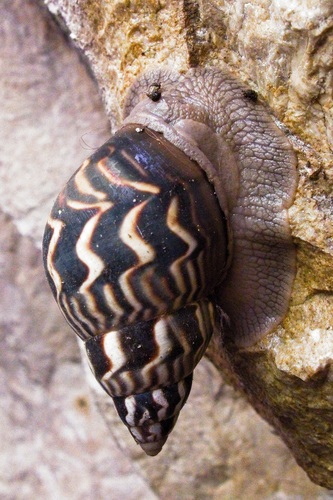 Orthalicus princeps