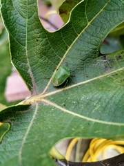 Nezara viridula