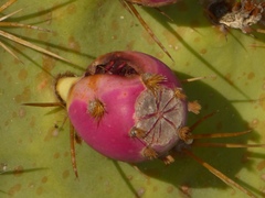 Opuntia