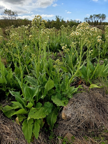 Senecio icoglossoides
