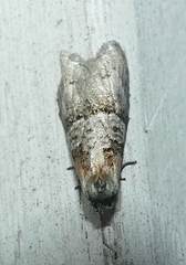 Decodes macdunnoughi