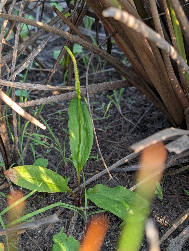 Ophioglossum ellipticum
