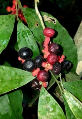 Sorocea hilarii
