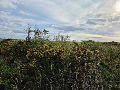 gorse