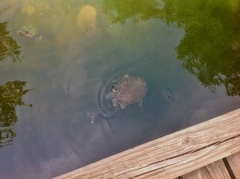 Apalone spinifera pallida