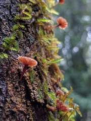 Micromphale arbuticola