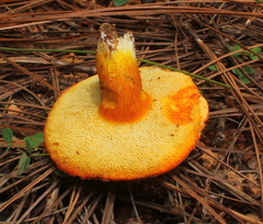 Tylopilus leucomycelinus