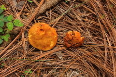 Tylopilus leucomycelinus