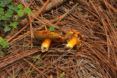 Tylopilus leucomycelinus