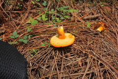 Tylopilus leucomycelinus