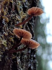 Micromphale arbuticola