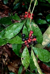 Sorocea hilarii