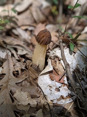 Morchella punctipes
