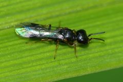 Spilomena nozela