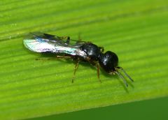 Spilomena nozela