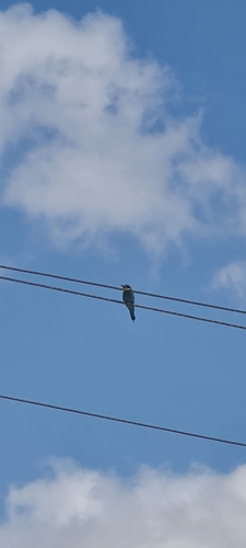 European Bee-eater