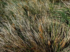Poa flabellata