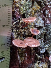 Micromphale arbuticola