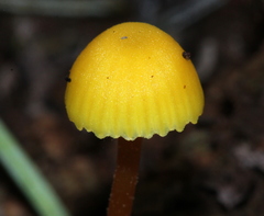 Hygrocybe parvula