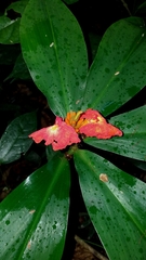 Chamaecostus lanceolatus