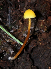 Hygrocybe parvula