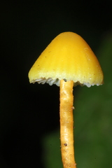 Hygrocybe parvula