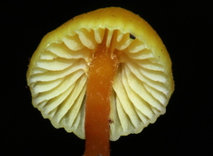 Hygrocybe parvula