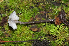 Lyophyllaceae