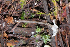 Lyophyllaceae