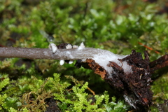 Lyophyllaceae