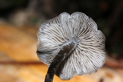 Lyophyllaceae