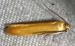 Holcocera immaculella