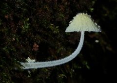 Mycena chloroxantha
