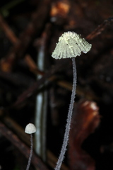 Mycena chloroxantha