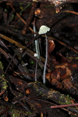Mycena chloroxantha