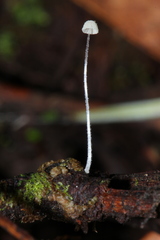 Mycena chloroxantha