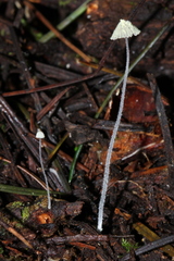 Mycena chloroxantha