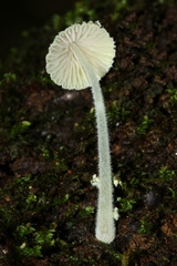 Mycena chloroxantha