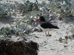 Haematopus leucopodus