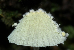 Mycena chloroxantha