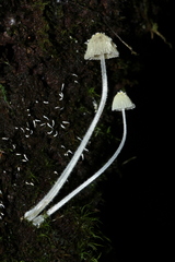 Mycena chloroxantha