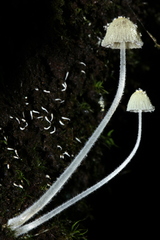 Mycena chloroxantha
