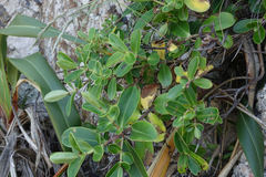Veronica stricta macroura