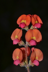 Gastrolobium villosum