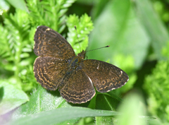 Telenassa delphia gaujoni