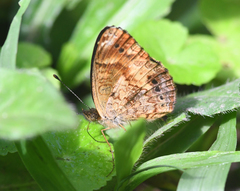 Telenassa delphia gaujoni