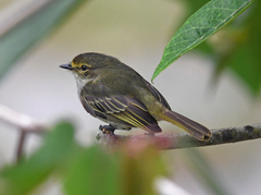 Zimmerius albigularis