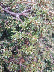 Leptospermum rupestre