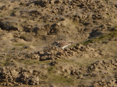 Charadrius hiaticula